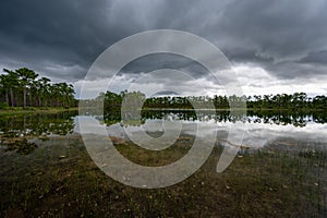 Stormy summer cloudscape over Long Pine Key in Everglades National Park.