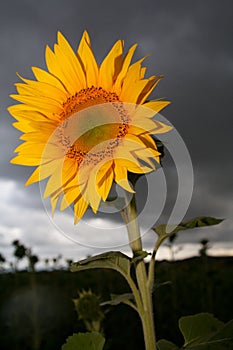 Stormy sunflower