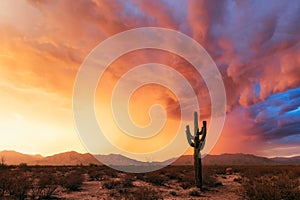 Stormy sunset with Saguaro Cactus in the Sonoran Desert near Salome, Arizona