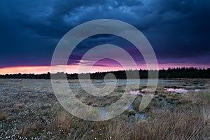 Stormy sunset sky over swamp with cottongrass