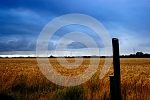 Stormy Wheat Field