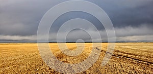 Stormy Wheat Field