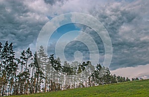 Stormy and windy day at the forest. Rain over pine