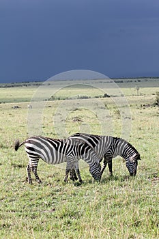 Stormy Zebras