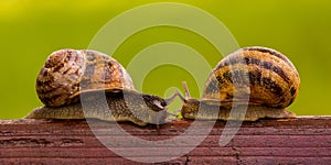 Snails LOVE story. Kiss. photo