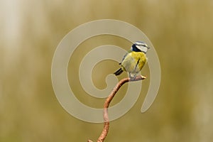 Stour Valley Blue tit