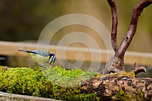 Stour Valley Blue tit