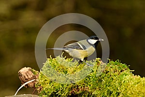 Stour Valley Blue tit