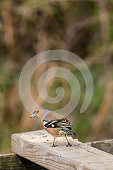 Stour Valley chaffinch