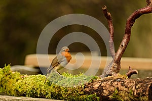 Stour Valley Robin