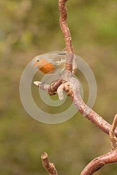 Stour Valley Robin