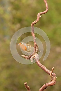 Stour Valley Robin
