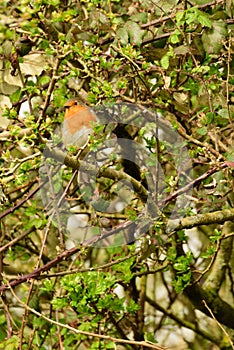 Stour Valley Robin in tree