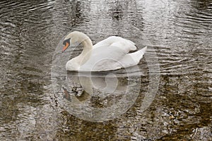 Stour Valley Swan