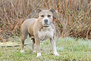 Stout American Staffordshire Pitbull Terrier dog