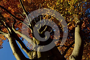 Stout beech strong trunk and richly branched branching. on the branches there are autumn yellow leaves and a gray metallic bark si