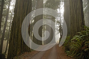 Stout Grove redwoods photo