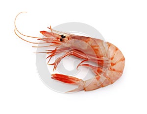 Stout red shrimp Aristeus virilis
