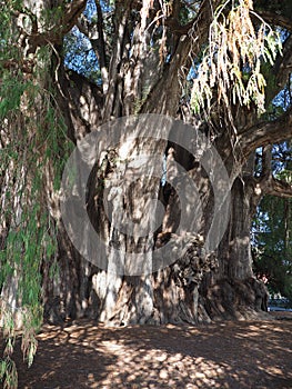 Stoutest trunk of the world of exciting Montezuma cypress tree at Santa Maria del Tule city in Mexico - vertical