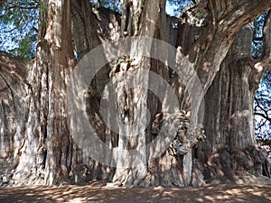 Stoutest trunk of the world of huge Montezuma cypress tree at Santa Maria del Tule city in Mexico