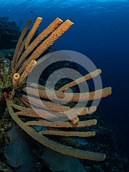 Stove-pipe sponge, Aplysina archeri. Bonaire, Caribbean Netherlands. Diving holiday