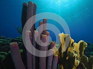 Stove pipe sponge and fire coral photo