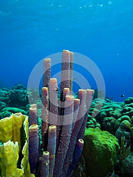 Stove pipe sponge and hard corals photo