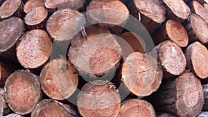 Stove woods in wood stack closeup, forest clearance