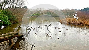 Stover Country Park Lake. DEVON Uk