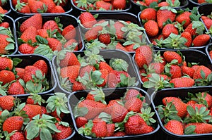 STRABERRY IMORTED FROM GERMANY EU MEMBER STTE