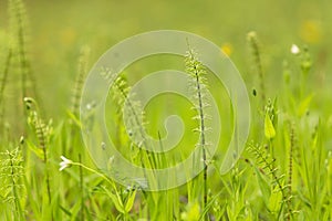 Stract nature green yellow blurred background. Spring summer meadow grass, little white flowers and plants with beautiful bokeh