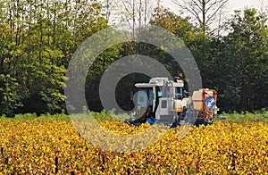 Straddle tractor for viticulture at work in a yellow vineyard on an autumn sunny morning photo