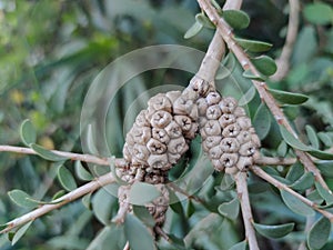 A strage plant in the forest. High quality photo