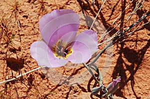 Straggling Mariposa Lily or Calochortus flexusus. photo