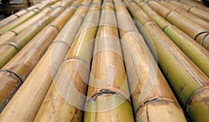 Straight Bamboo Poles