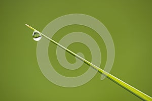 Straight blade of green grass with one water drop on tip