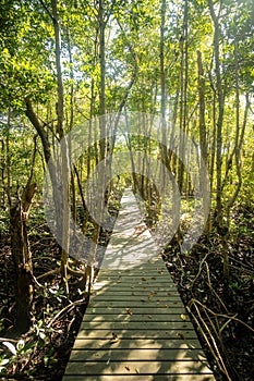 Straight Board Walk Through Forest