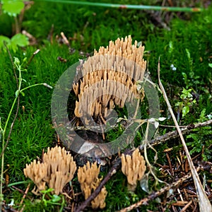 Straight-branched Coral, Ramaria stricta