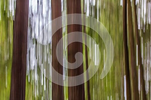 Straight, brown tree trunks and green canopy in abstract image