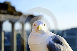 Straight confident look, bird