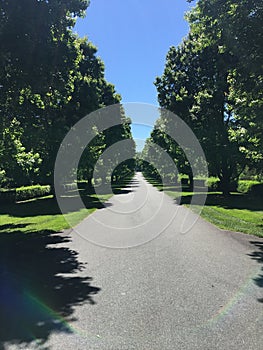 An empty oak tree lined road.