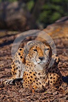 Straight face A bright red cheetah is resting and looking down on a withered grass in the rays of the setting sun