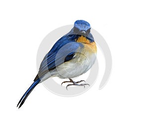 Straight face fluffy feathers bird isolated on white background, angry bird, Male of Tickell`s or Indochinese blue flycatcher