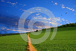 Straight farmland path