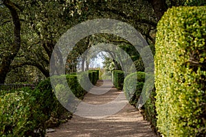 A straight footpath and clipped boxwood hedges, Marqueyssac, Perigord, France