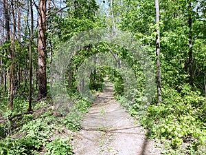 A straight forest path through an unbearably bright green dense vegetation