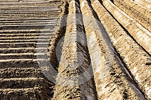 Straight furrows crossing at a right angle in a potato field