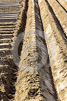 Straight furrows crossing at a right angle in a potato field