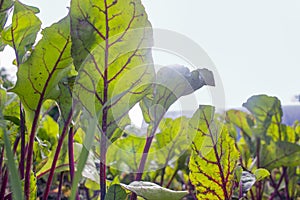 Straight growing plants of beet with green leaves sticking out from the ground at the farm field in summer