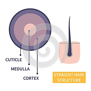 Straight hair strand anatomical structure educational poster